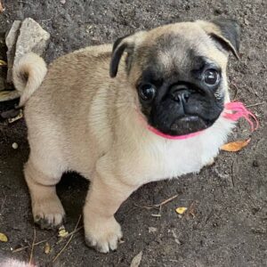 Jasma Pug Jasma Pug