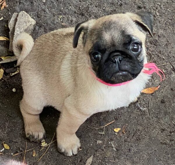 Jasma Pug Jasma Pug