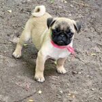 Jasma-female-Pug-puppy-for-sale-2