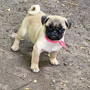 Jasma Pug Jasma Pug