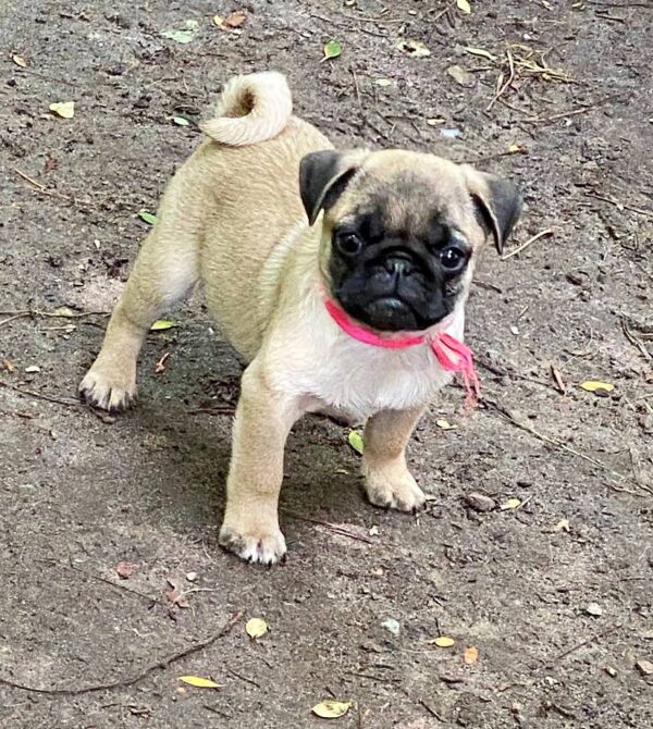 Jasma Pug Jasma Pug