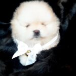 Jasmine-female-Pomeranian-puppy-for-sale-1
