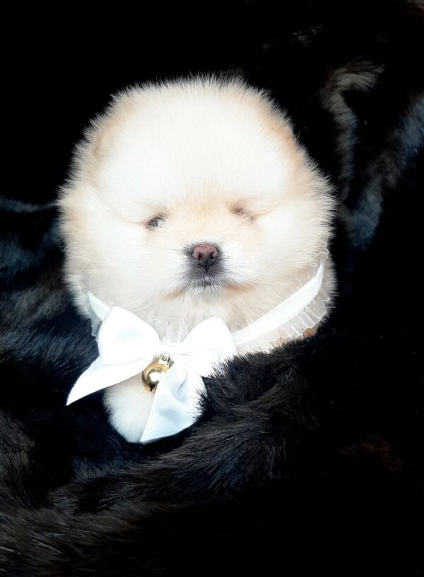 Jasmine Pomeranian Jasmine Pomeranian