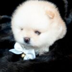 Jasmine-female-Pomeranian-puppy-for-sale-2