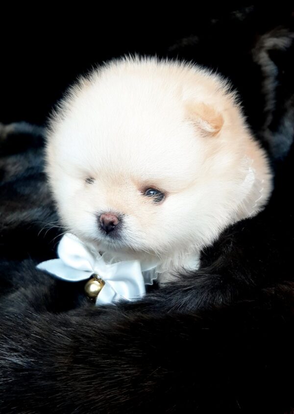 Jasmine Pomeranian Jasmine Pomeranian