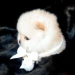 Jasmine-female-Pomeranian-puppy-for-sale-3