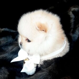 Jasmine Pomeranian Jasmine Pomeranian