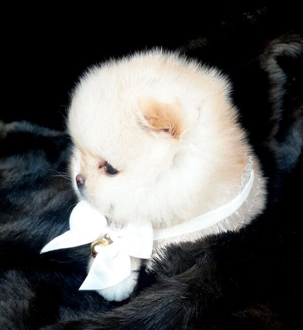 Jasmine Pomeranian Jasmine Pomeranian