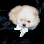 Jasmine-female-Pomeranian-puppy-for-sale-4