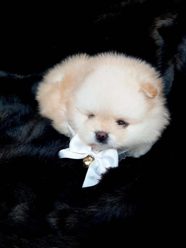 Jasmine Pomeranian Jasmine Pomeranian