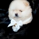 Jasmine-female-Pomeranian-puppy-for-sale-5