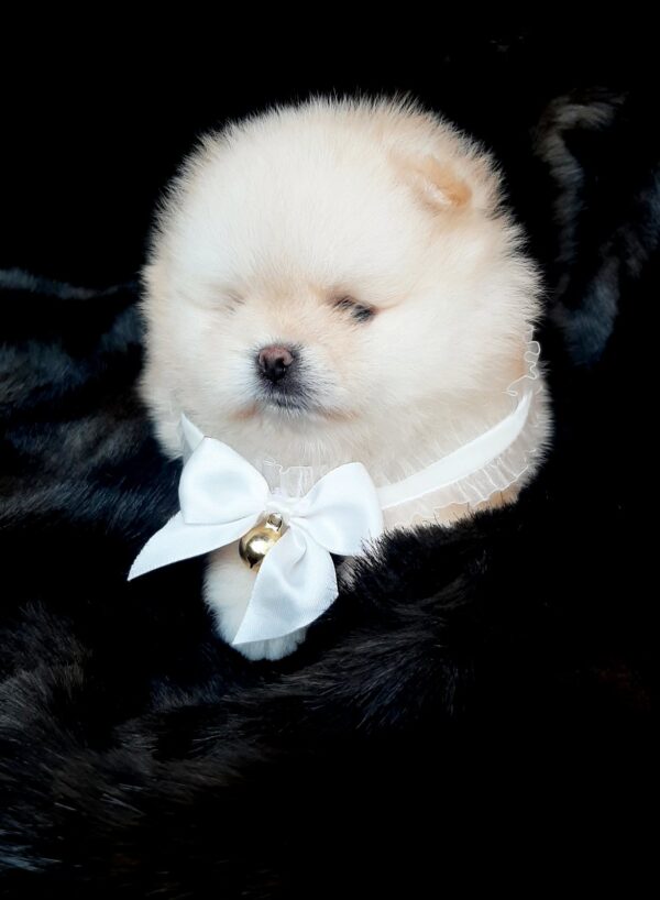 Jasmine Pomeranian Jasmine Pomeranian