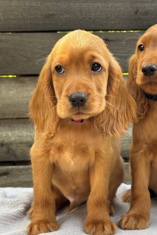 Jasp English Cocker Spaniel Jasp English Cocker Spaniel