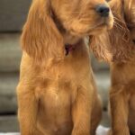 Jasp-male-English-Cocker-Spaniel-puppy-for-sale-2