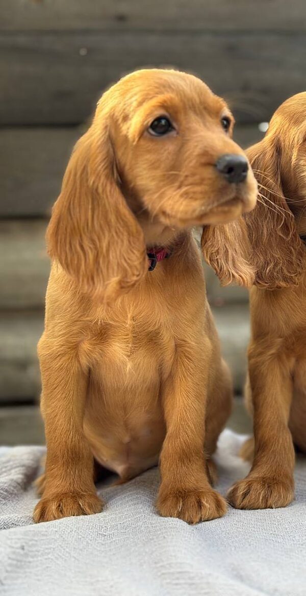 Jasp English Cocker Spaniel Jasp English Cocker Spaniel