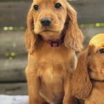Jasp-male-English-Cocker-Spaniel-puppy-for-sale-3