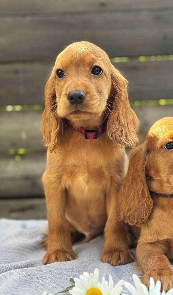 Jasp English Cocker Spaniel Jasp English Cocker Spaniel