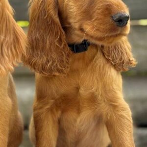Jaxon English Cocker Spaniel Jaxon English Cocker Spaniel