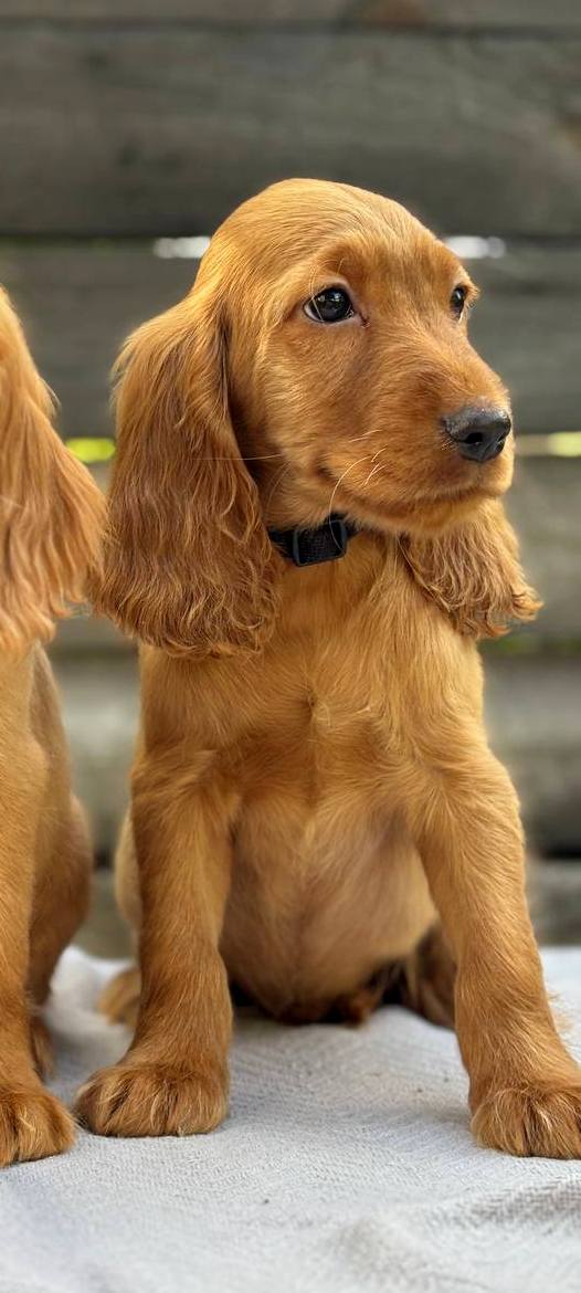 Jaxon English Cocker Spaniel Jaxon English Cocker Spaniel