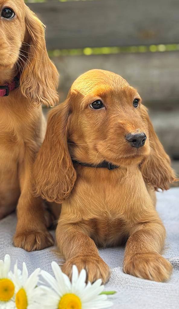 Jaxon English Cocker Spaniel Jaxon English Cocker Spaniel