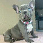 Jazz-male-french-bulldog-puppy-for-sale- (1)