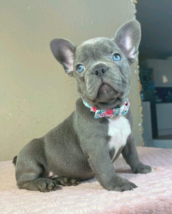 Jazz French Bulldog Jazz French Bulldog