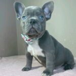 Jazz-male-french-bulldog-puppy-for-sale- (2)
