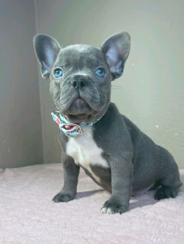 Jazz French Bulldog Jazz French Bulldog
