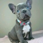Jazz-male-french-bulldog-puppy-for-sale- (3)