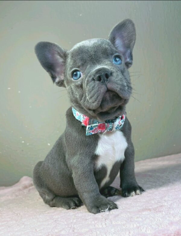 Jazz French Bulldog Jazz French Bulldog