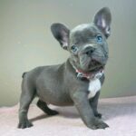 Jazz-male-french-bulldog-puppy-for-sale- (4)