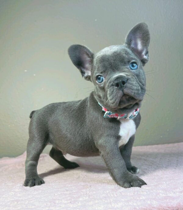 Jazz French Bulldog Jazz French Bulldog