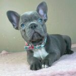 Jazz-male-french-bulldog-puppy-for-sale- (5)