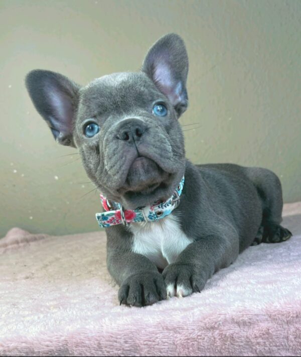 Jazz French Bulldog Jazz French Bulldog
