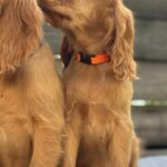 Jett-male-English-Cocker-Spaniel-puppy-for-sale-1