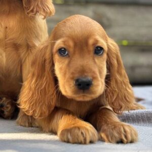 Jett English Cocker Spaniel Jett English Cocker Spaniel