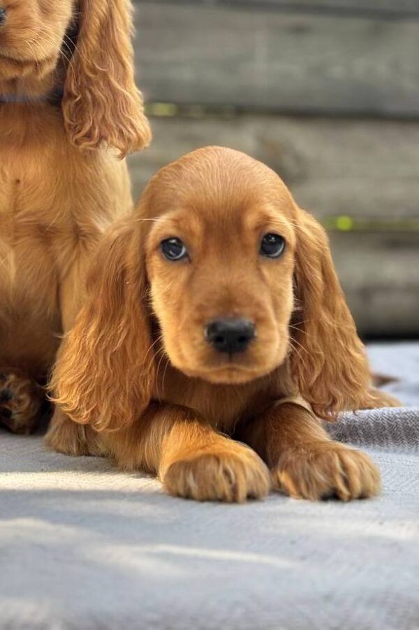 Jett English Cocker Spaniel Jett English Cocker Spaniel