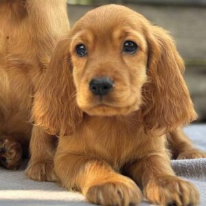 Jett English Cocker Spaniel Jett English Cocker Spaniel