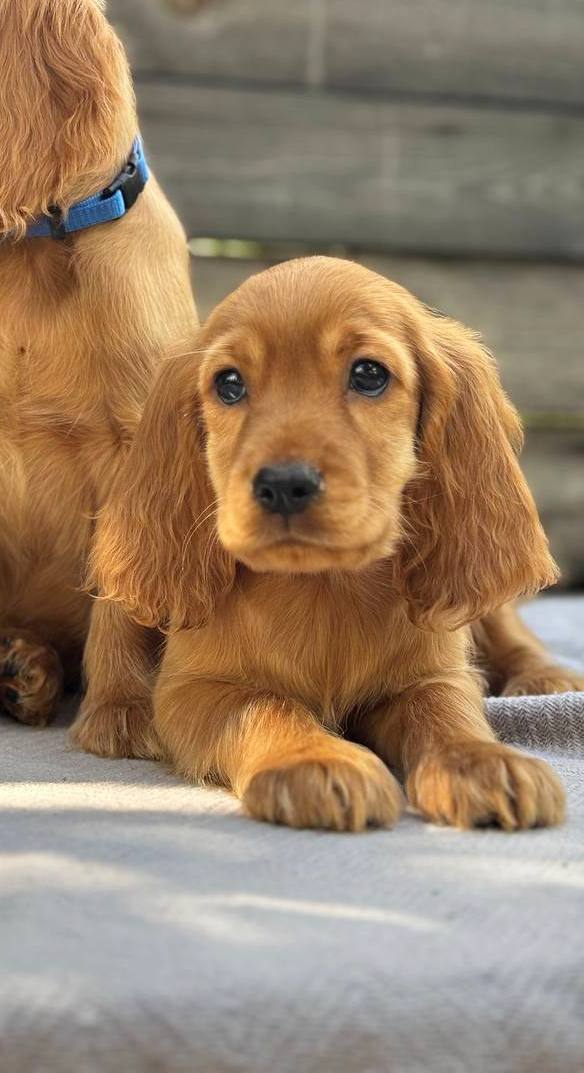 Jett English Cocker Spaniel Jett English Cocker Spaniel