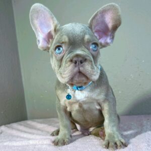 Jette French Bulldog Jette French Bulldog