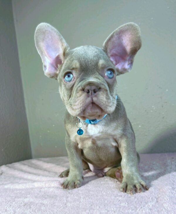 Jette French Bulldog Jette French Bulldog