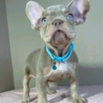 Jette-male-french-bulldog-puppy-for-sale- (2)