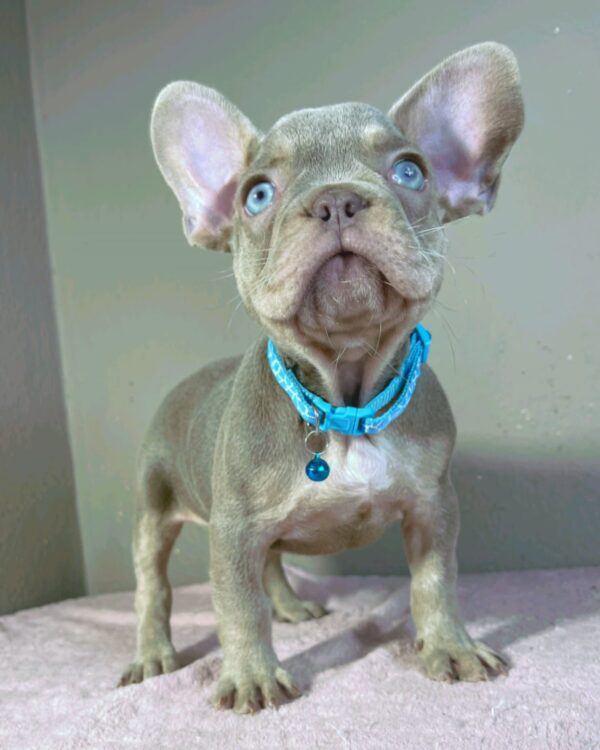 Jette French Bulldog Jette French Bulldog