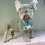 Jette-male-french-bulldog-puppy-for-sale- (3)