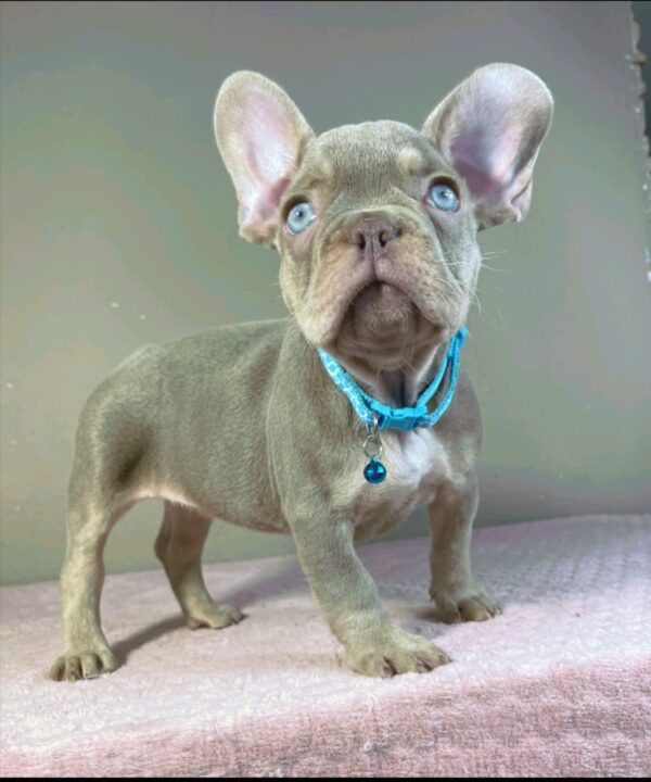 Jette French Bulldog Jette French Bulldog