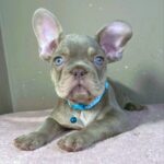 Jette-male-french-bulldog-puppy-for-sale- (4)