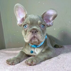 Jette French Bulldog Jette French Bulldog