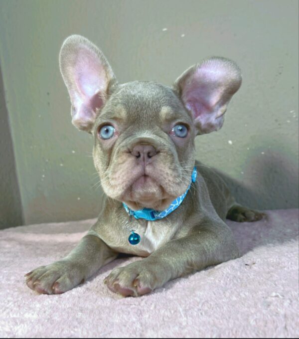 Jette French Bulldog Jette French Bulldog