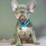 Jette-male-french-bulldog-puppy-for-sale- (5)