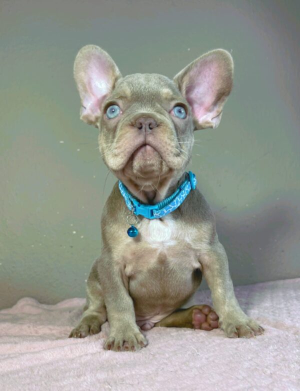 Jette French Bulldog Jette French Bulldog